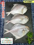 活凍小白鯧