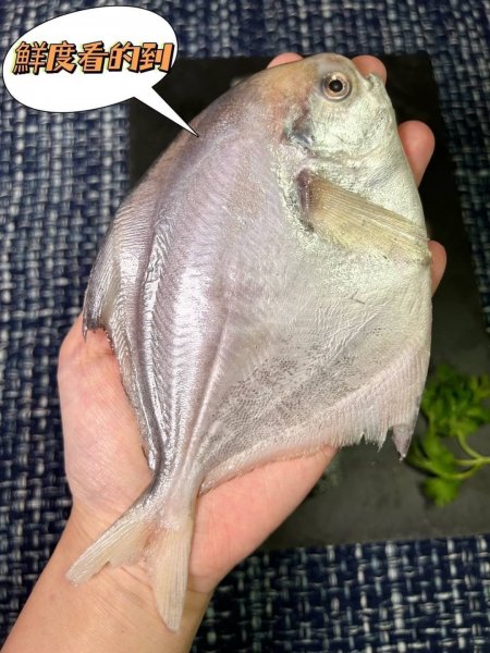 活凍小白鯧